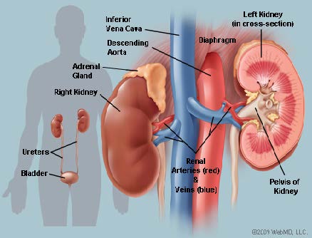 Kidney Anatomy